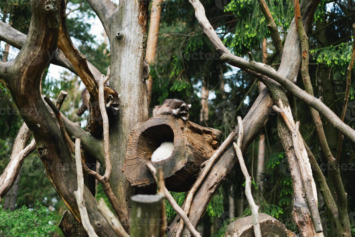 arbre avec plusieurs ratons laveurs sur il photo