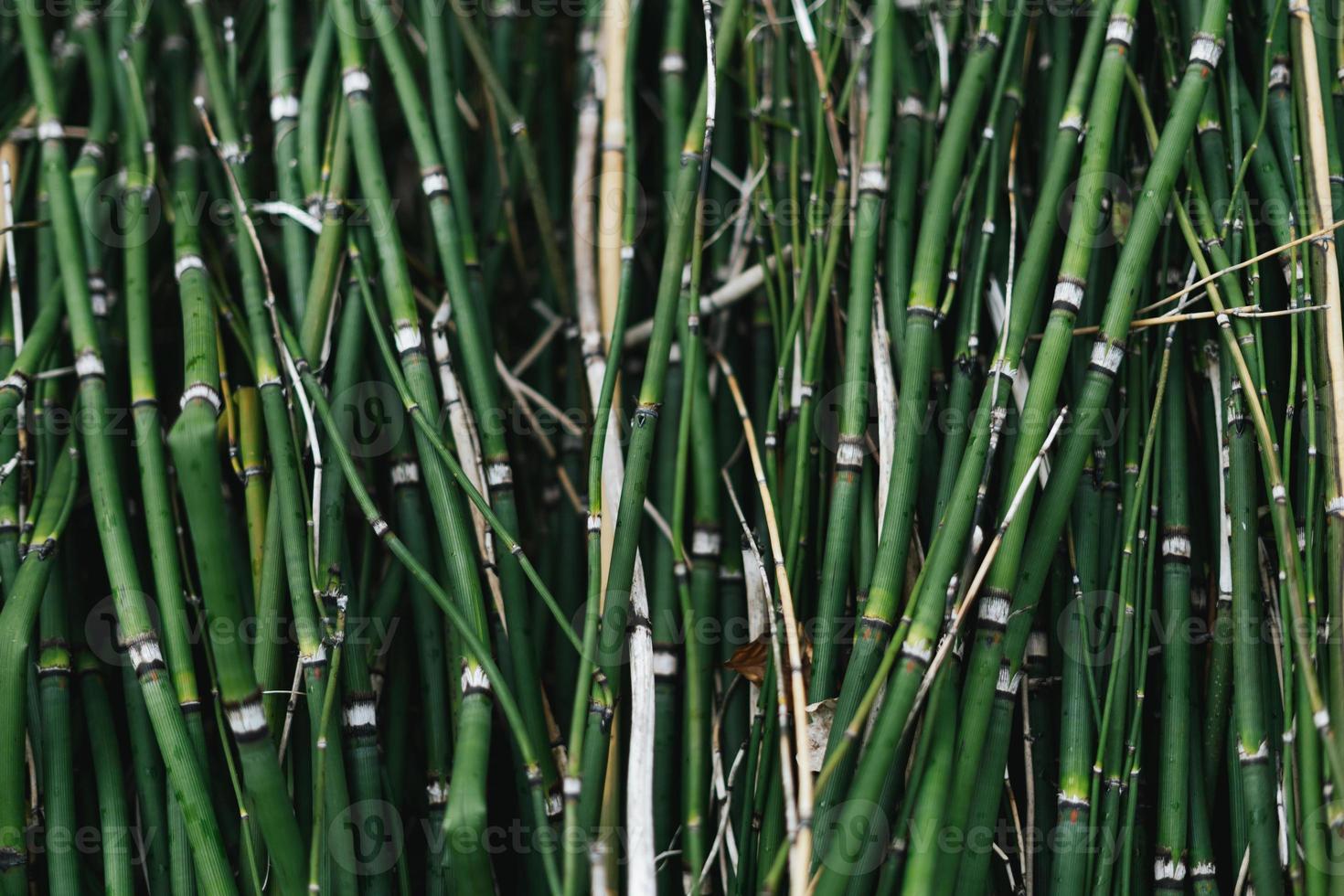 bambou les plantes Contexte vert et noir photo