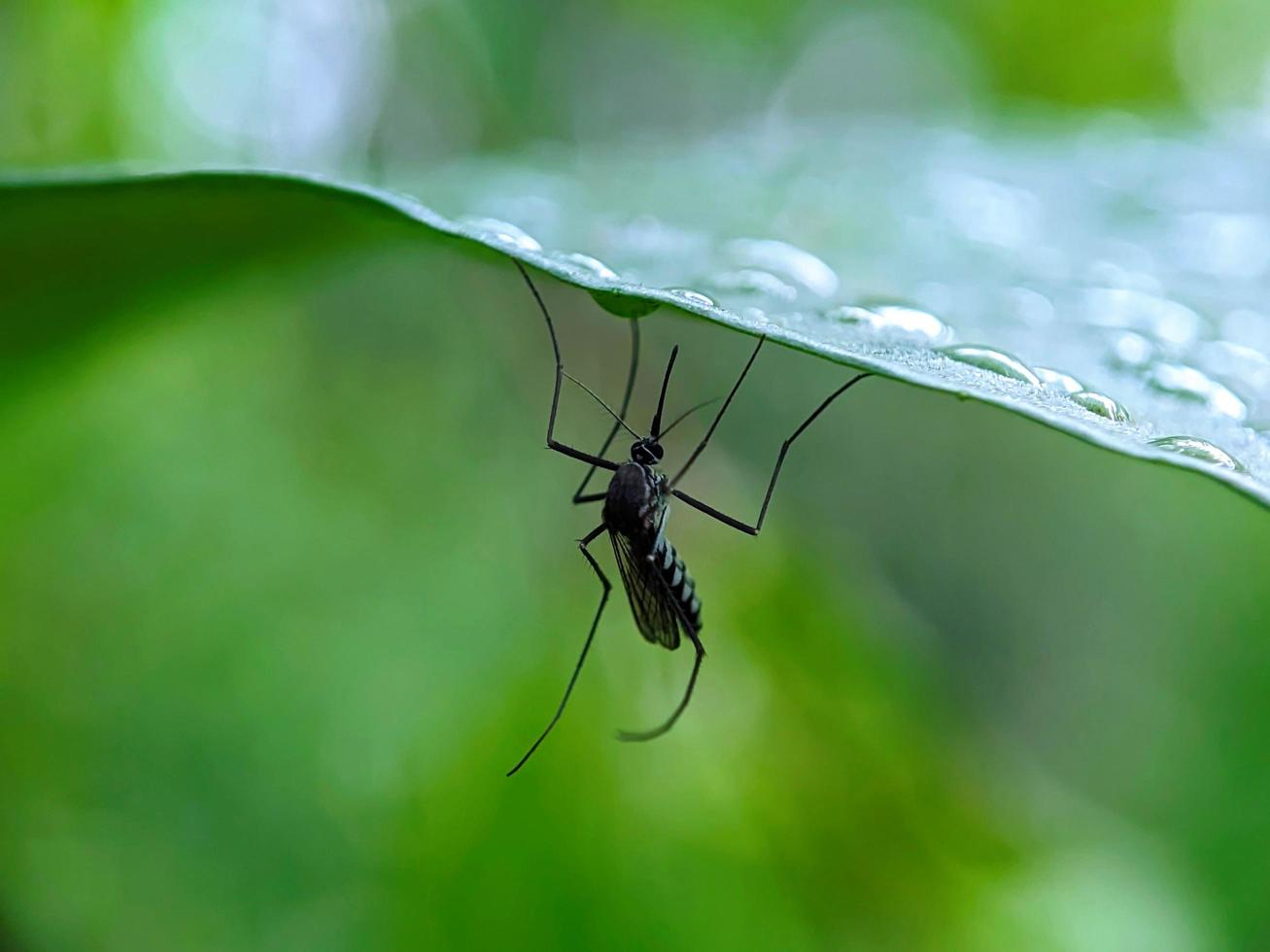 macro photo de une moustique