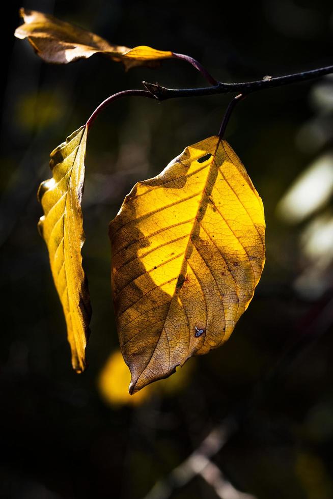 feuilles de hêtre jaune photo