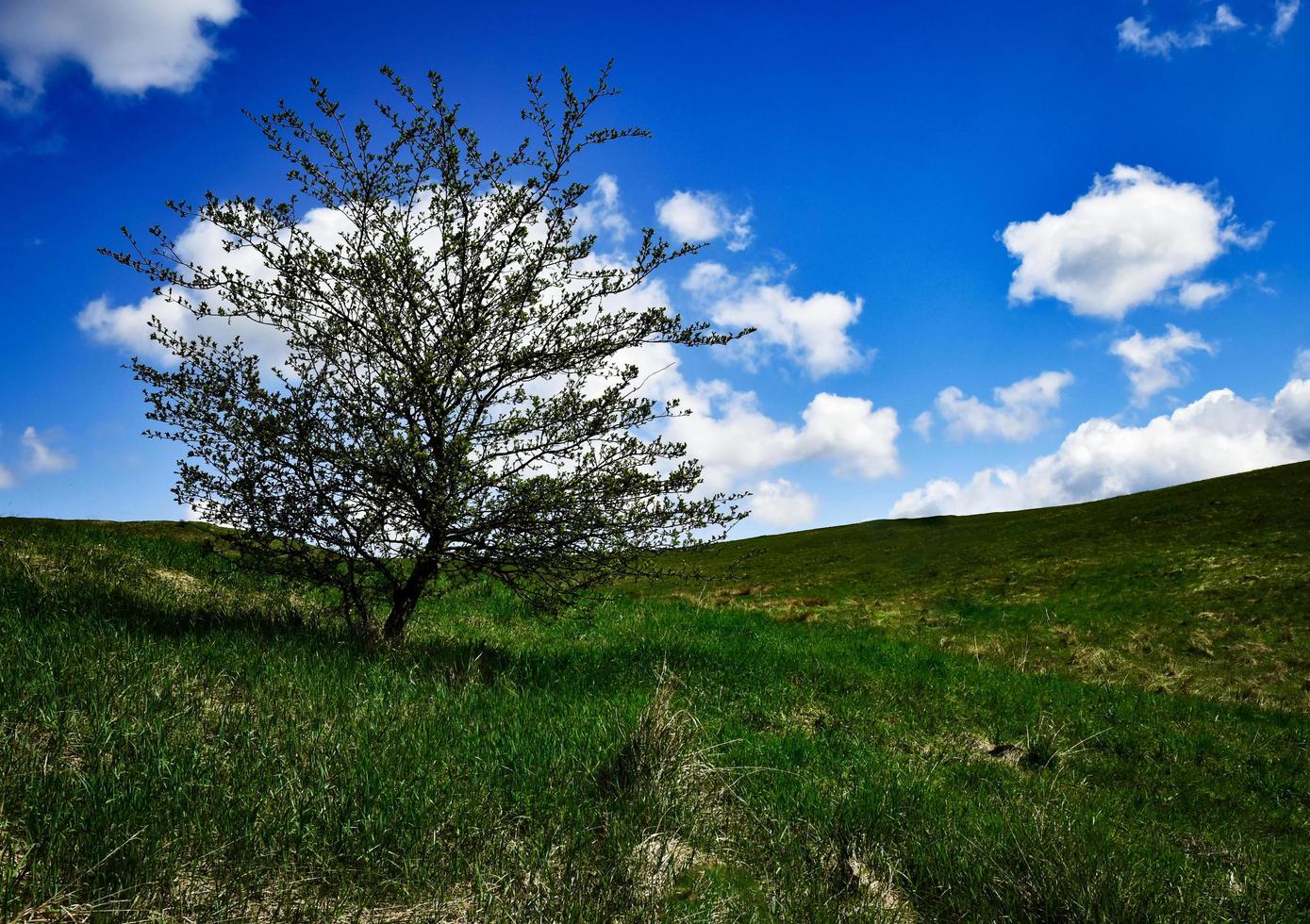 Prairie printanière idyllique photo