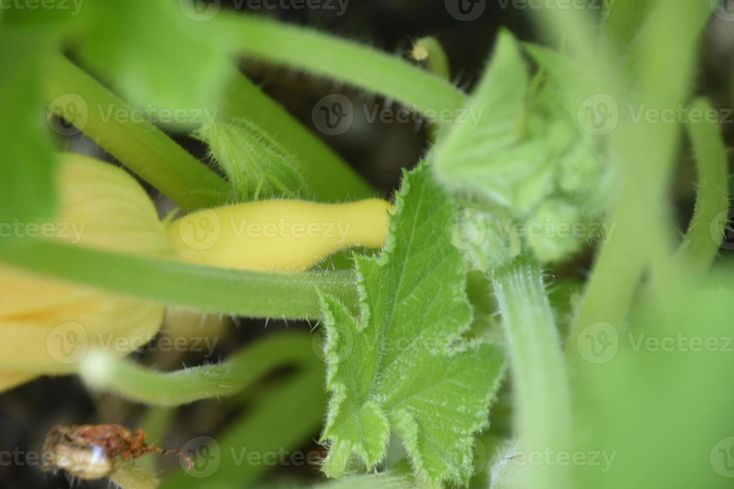 bébé été écraser croissance dans une jardin photo