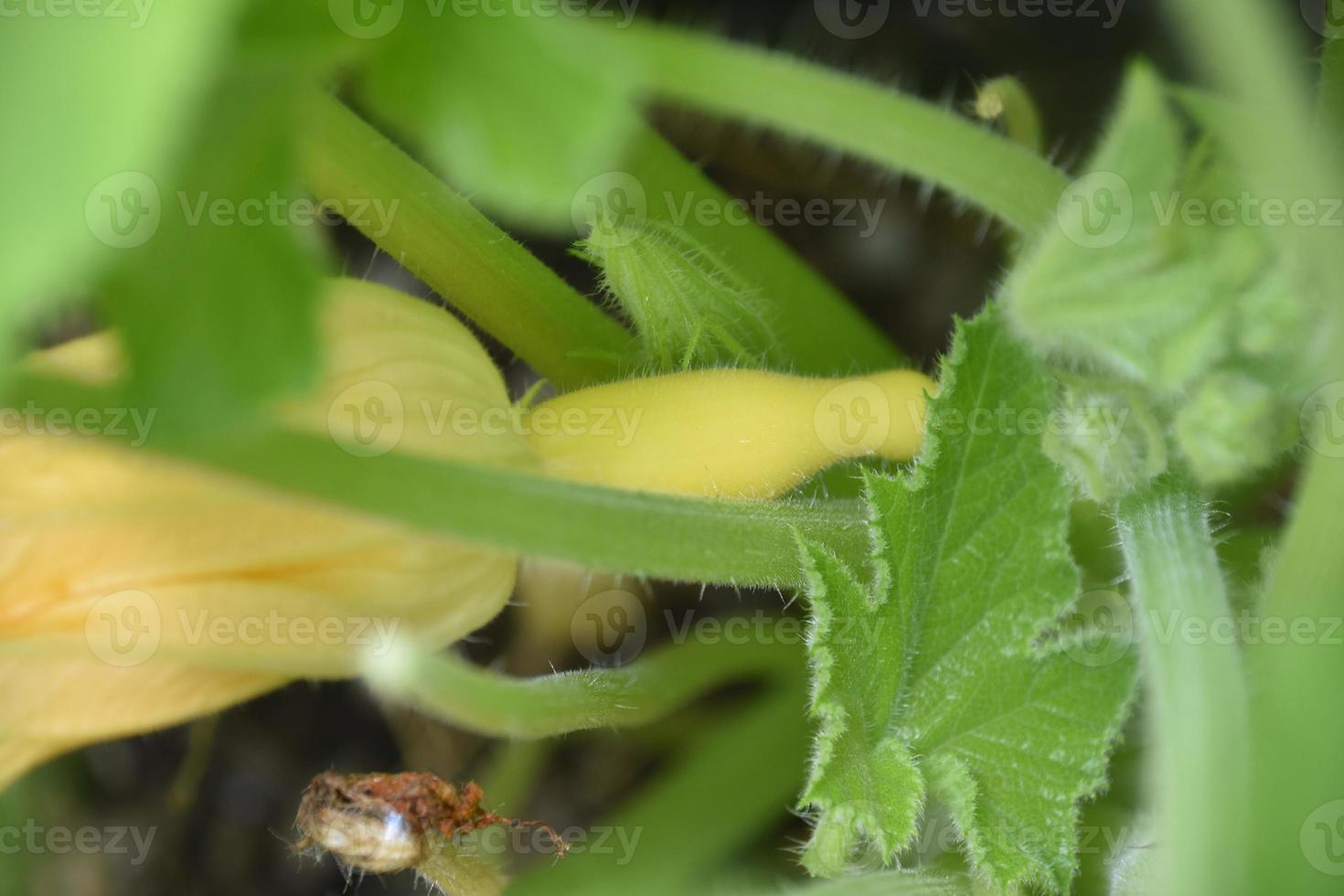 petit Jaune été écraser croissance dans une légume jardin photo