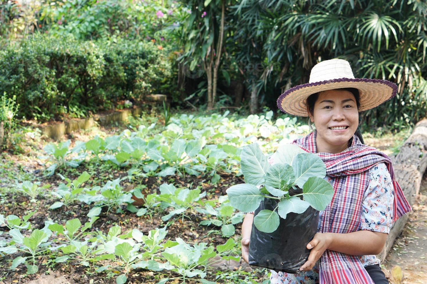 asiatique jardinier femme tenir Jeune chou plante dans noir Plastique sac à grandir dans retour Cour légume jardin. concept, jardinage, dépenses temps après travail, fin de semaine, vacances à grandir légume à maison. photo