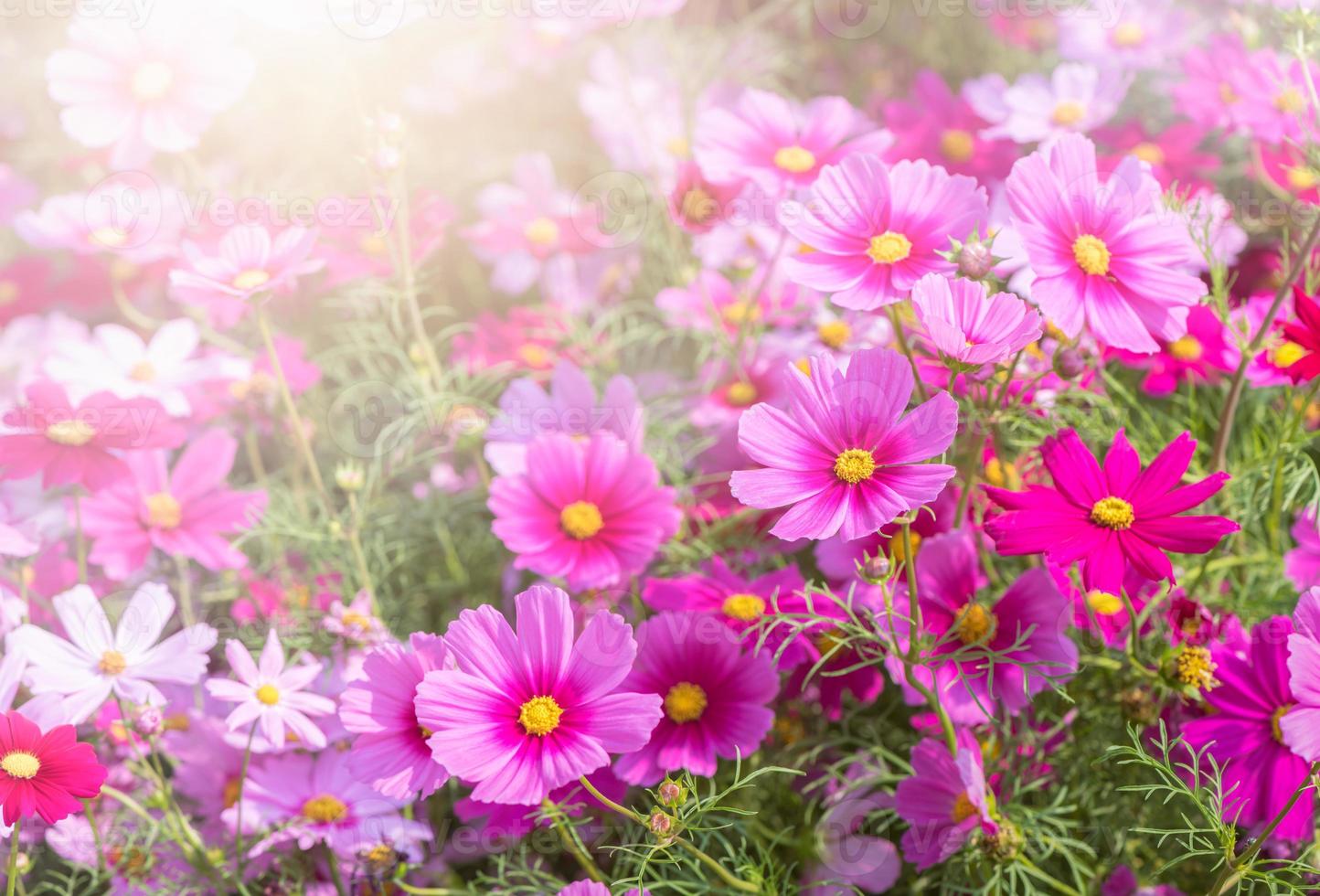 magnifique rose cosmos fleur dans jardin photo