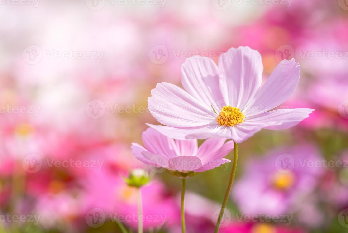 magnifique rose cosmos fleur dans jardin photo