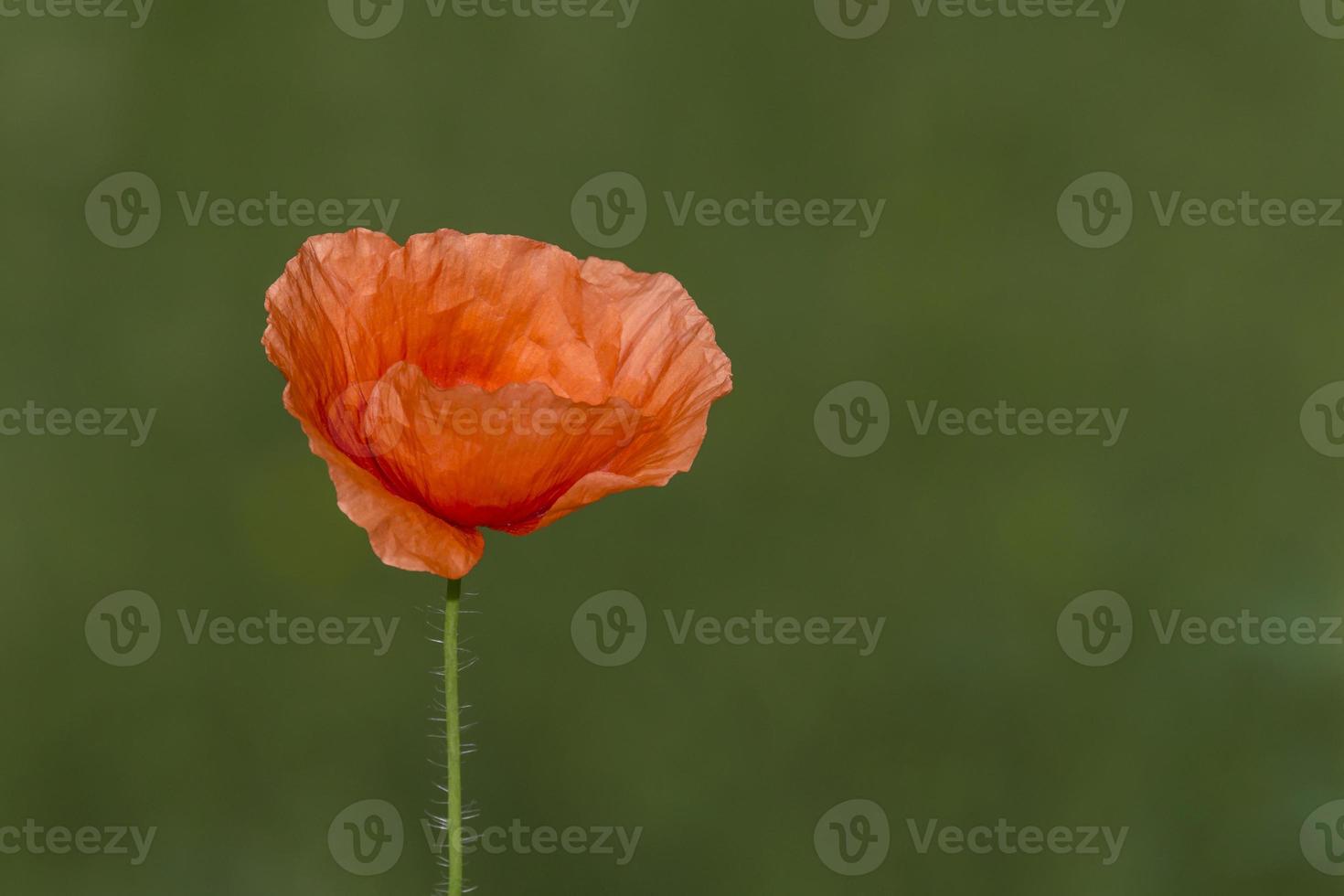 rouge coquelicot fleur contre vert Contexte photo