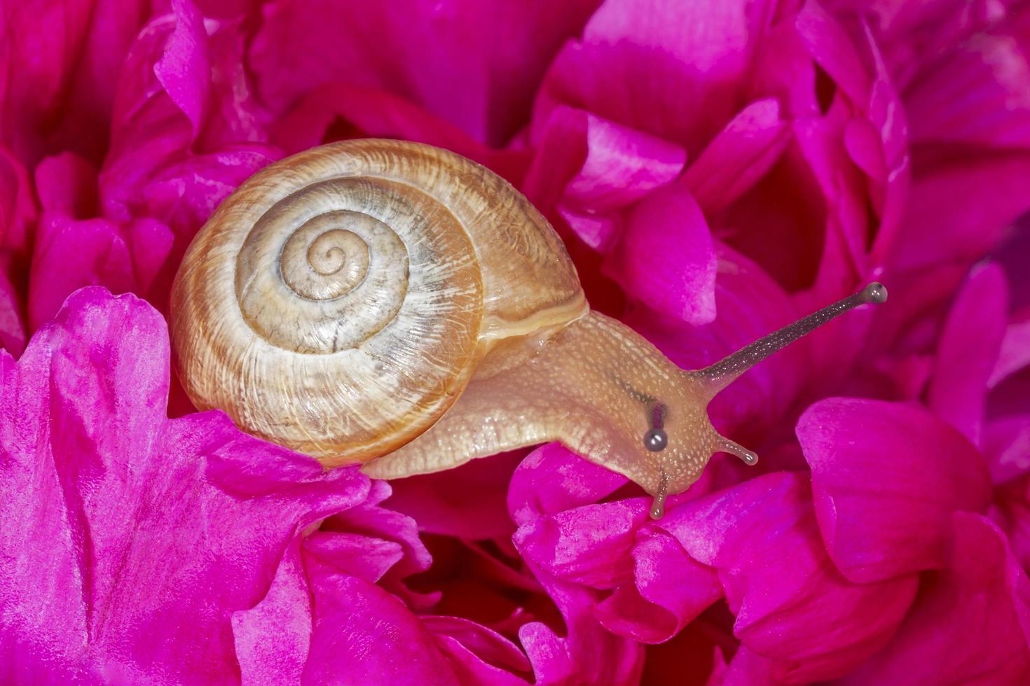 escargot séance sur violet pivoine photo