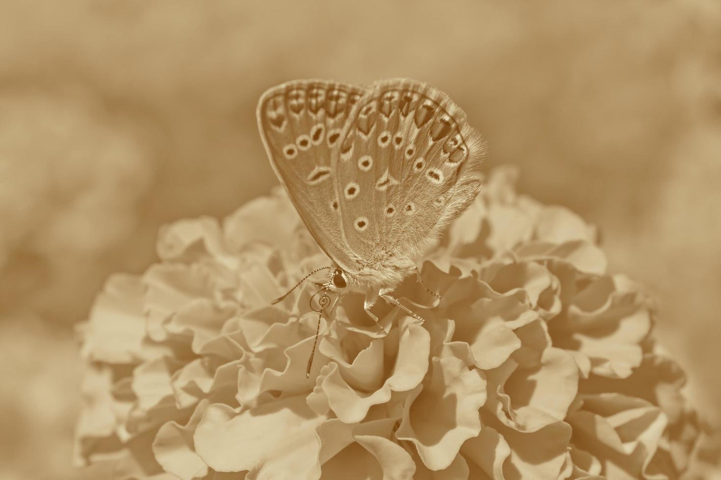 papillon séance sur souci fleur dans sépia photo
