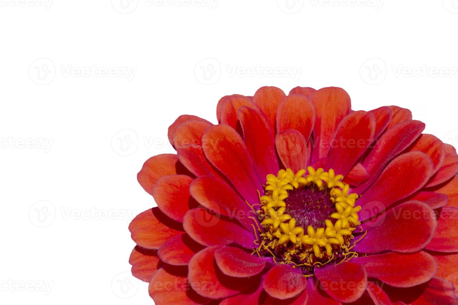 proche en haut de rouge zinnia fleur isolé sur blanc photo