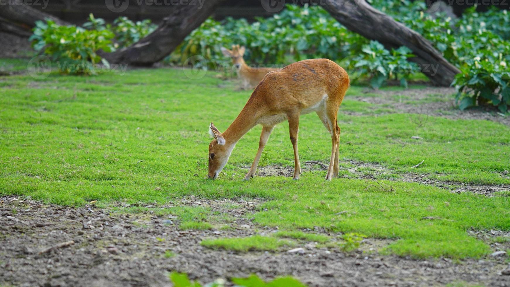 une mignonne cerf en mangeant herbe photo