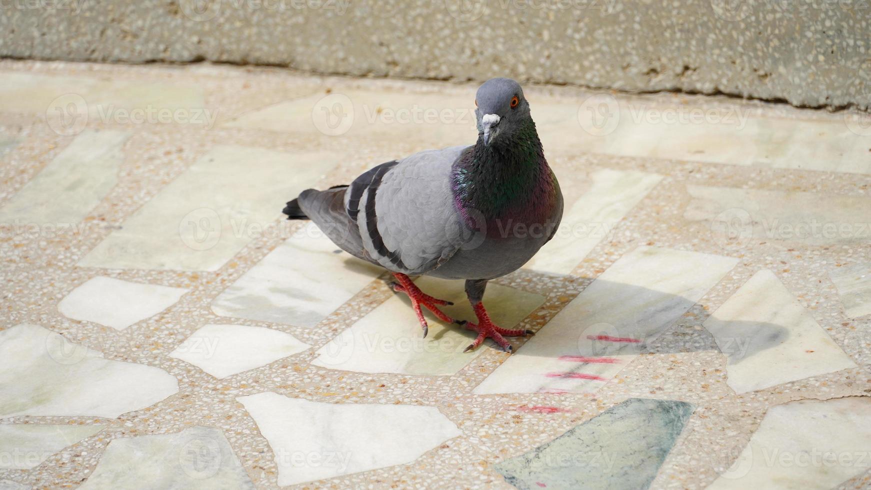 portrait de une Pigeon proche en haut. photo