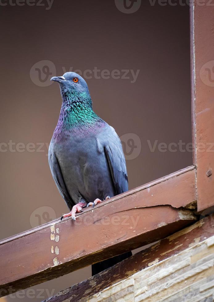 portrait de une Pigeon proche en haut. photo