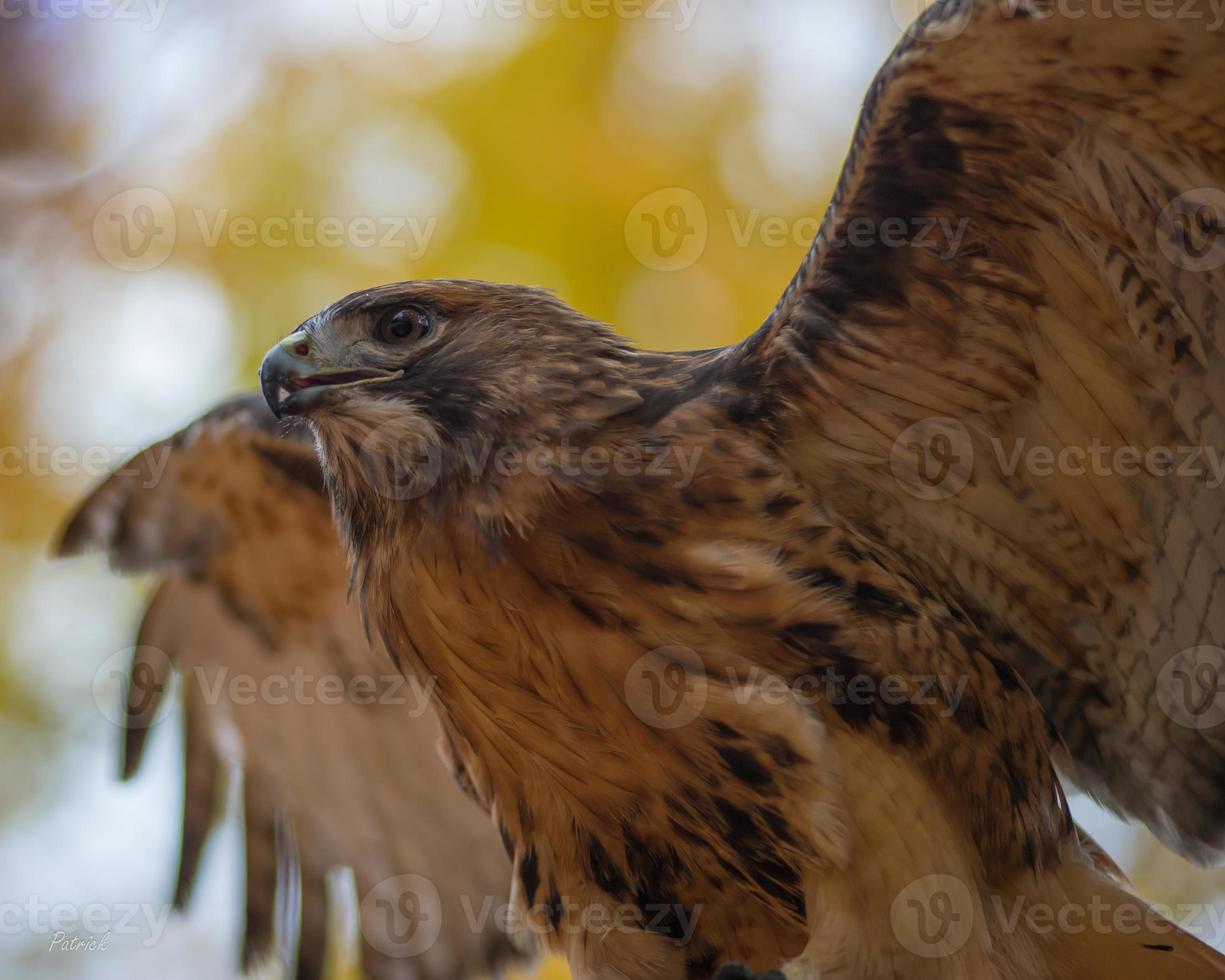 une à queue rousse faucon posture à prendre de de ses perche dans une forêt dans ontario. photo