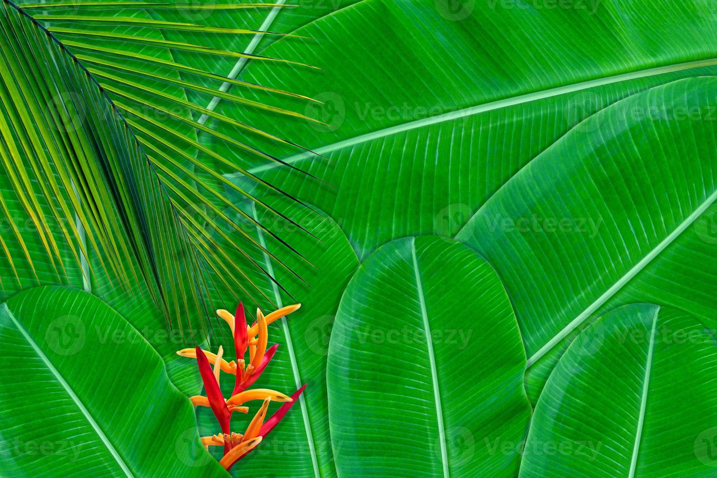 motif de feuilles vertes pour le concept de la nature, fond texturé de feuilles tropicales photo