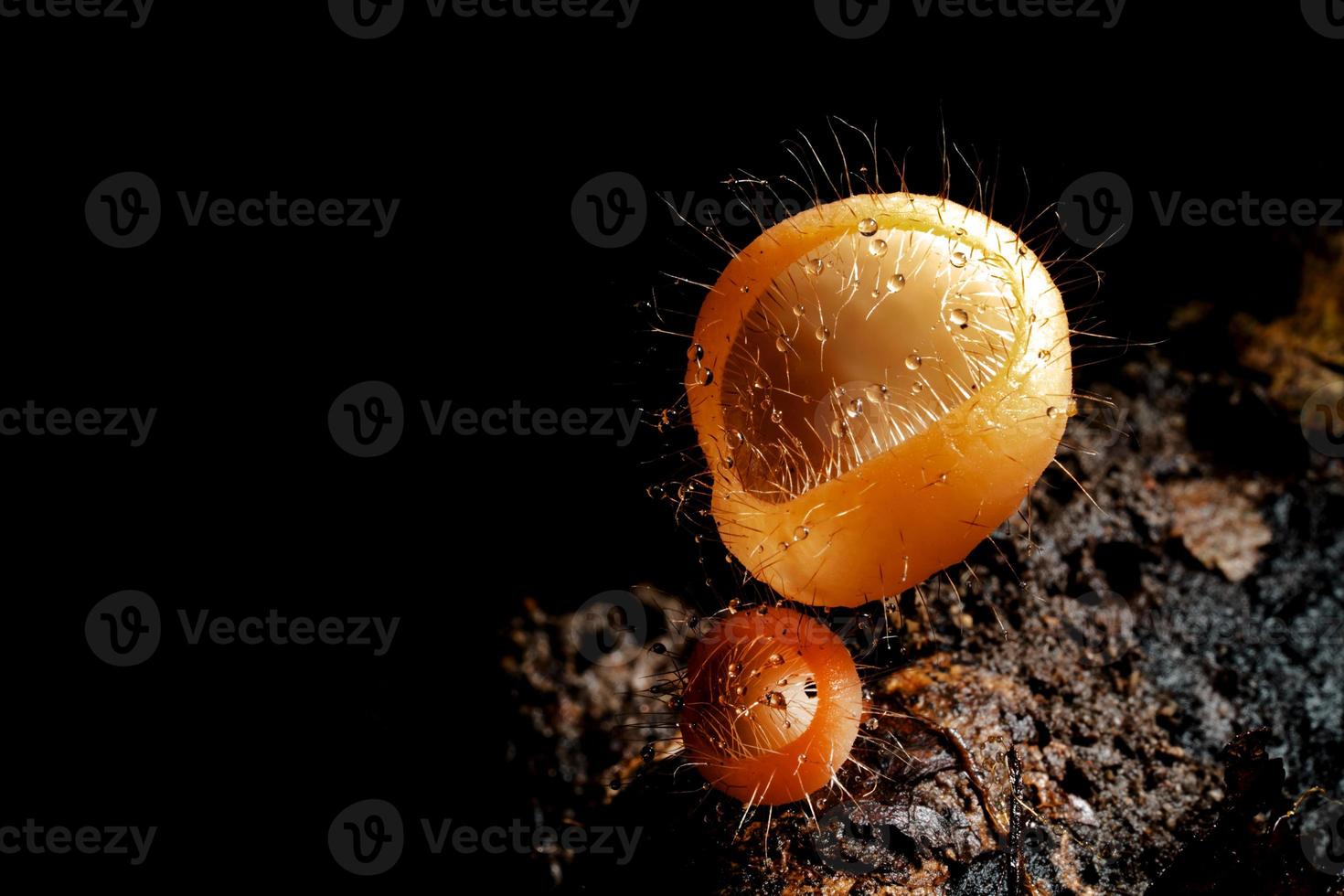 cuisiner tricholome ou phylum ascomycota avec gouttelette sur une mort bois dans le pluie forêt, sauvage tropical Orange champignons photo