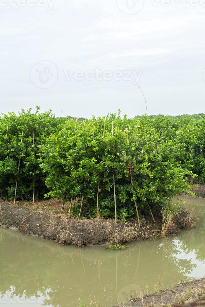 luxuriant citron vert des arbres sont croissance et à propos à rendement dans le des eaux riche en minéraux fossé. à nourrir le croissance de rural Les agriculteurs dans Thaïlande qui grandir pour vente et traitement. photo