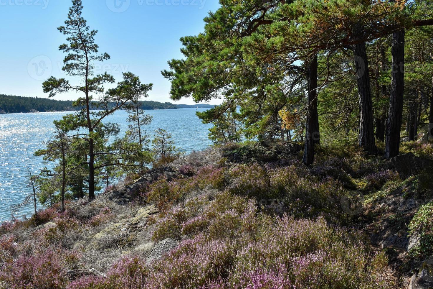 Stockholm Suède archipel bord de mer végétation paysage photo