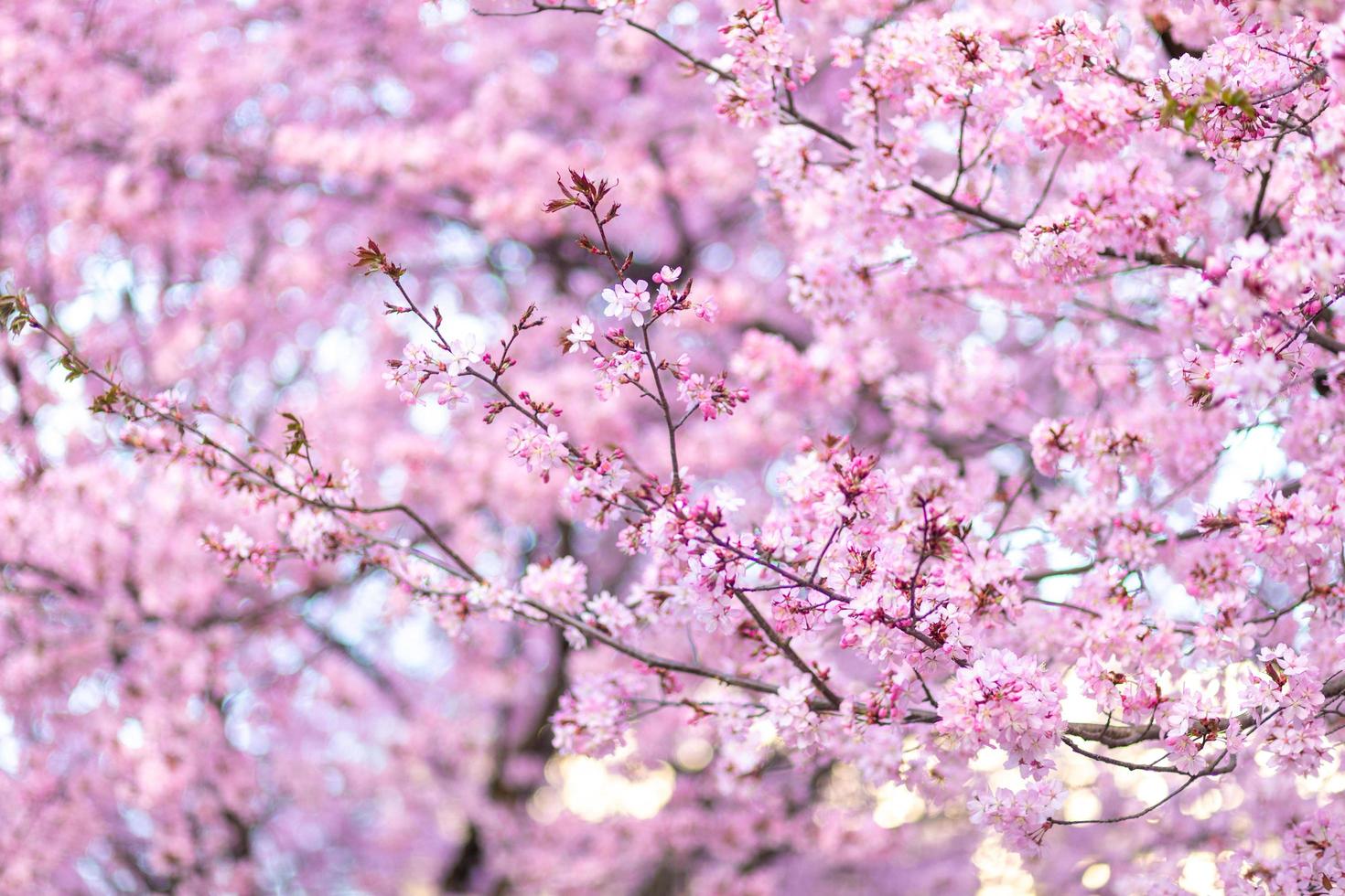 Cerise fleur - coloré image de le Cerise fleur fleurs sur le arbre photo