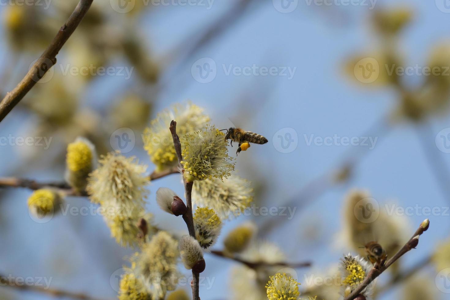 floraison saule branche et le abeille, abeille dans action photo