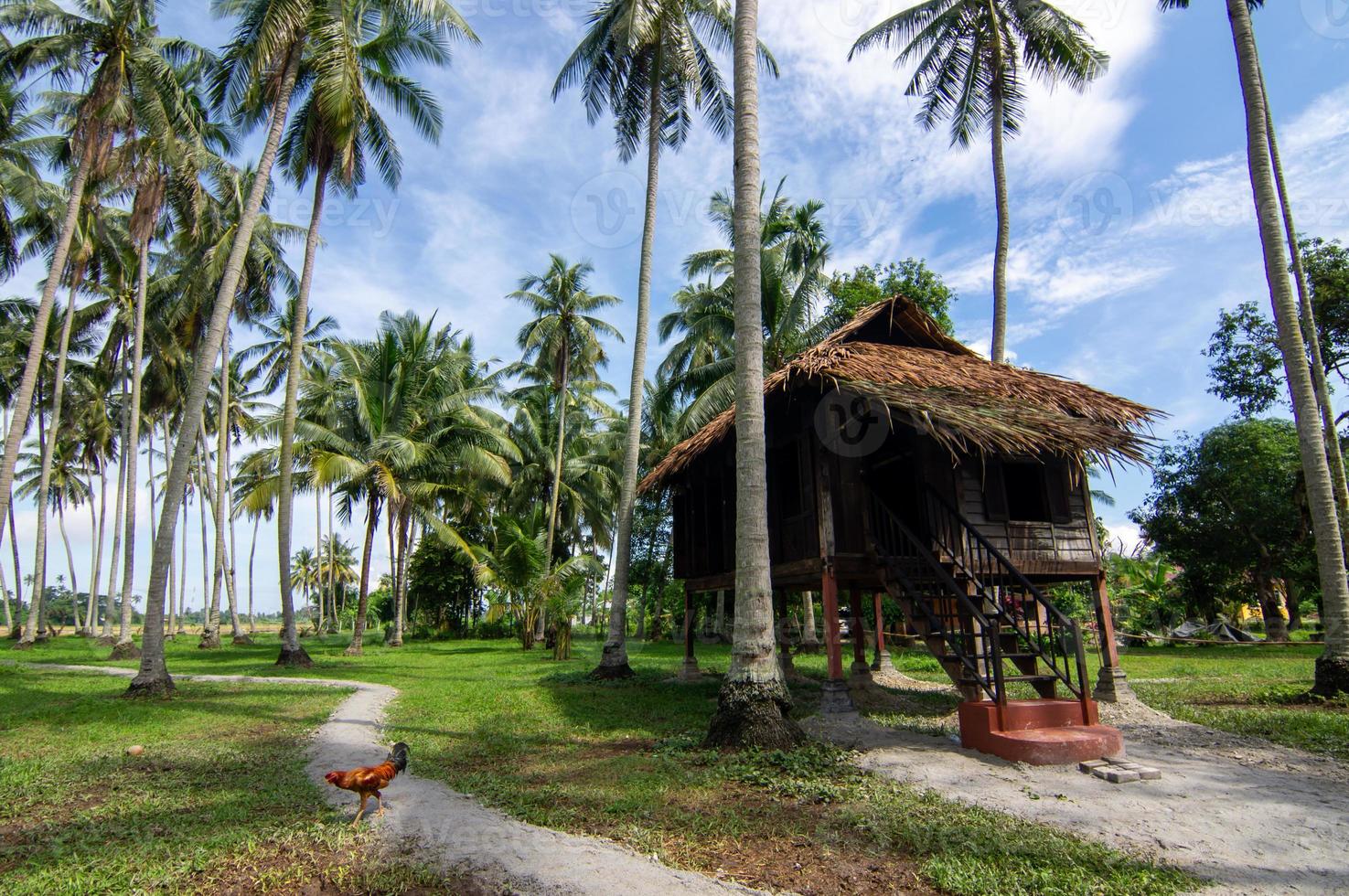 traditionnel malais en bois cabane dans noix de coco ferme photo