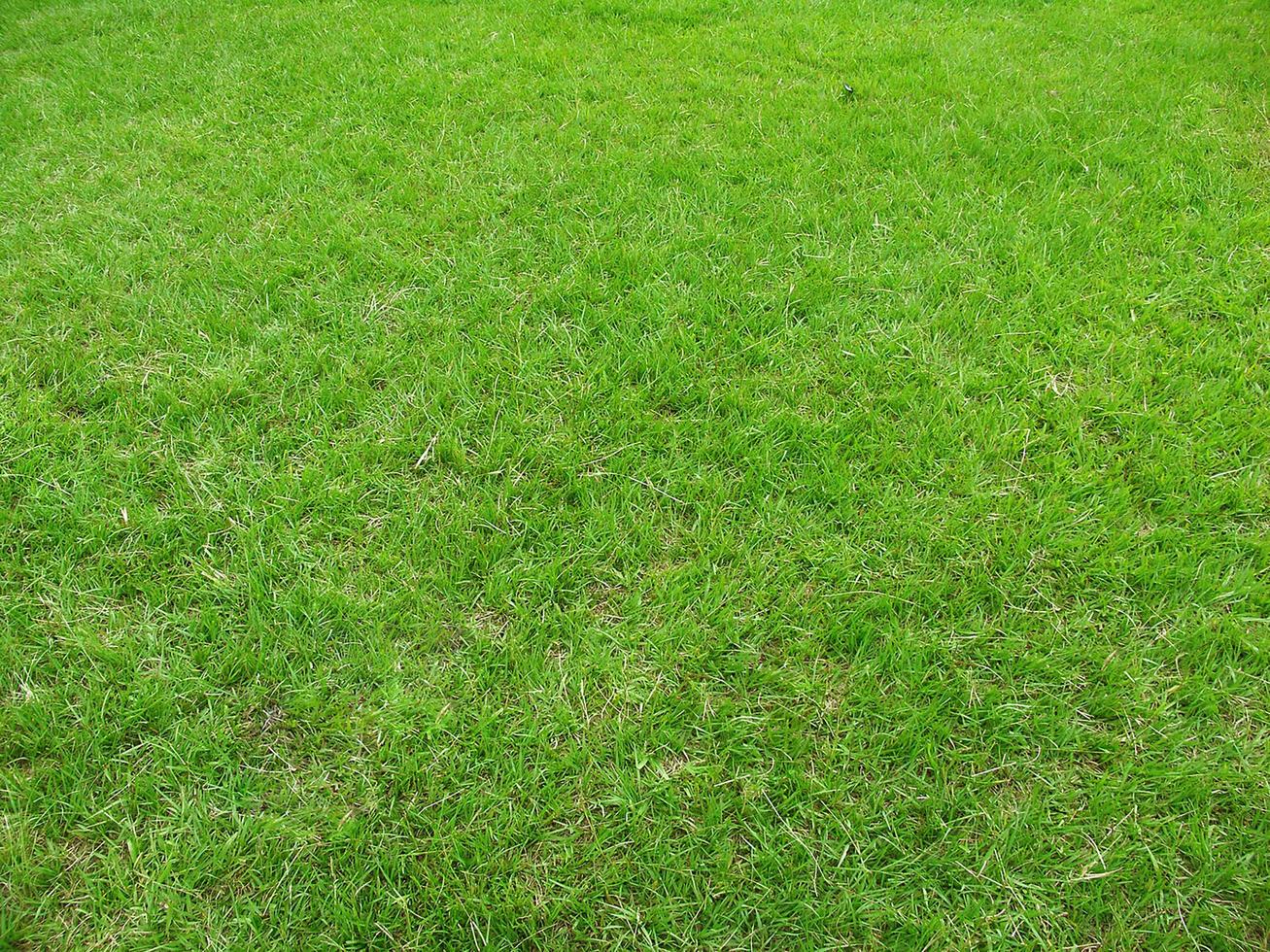 vert herbe texture pouvez être utilisation comme Contexte photo