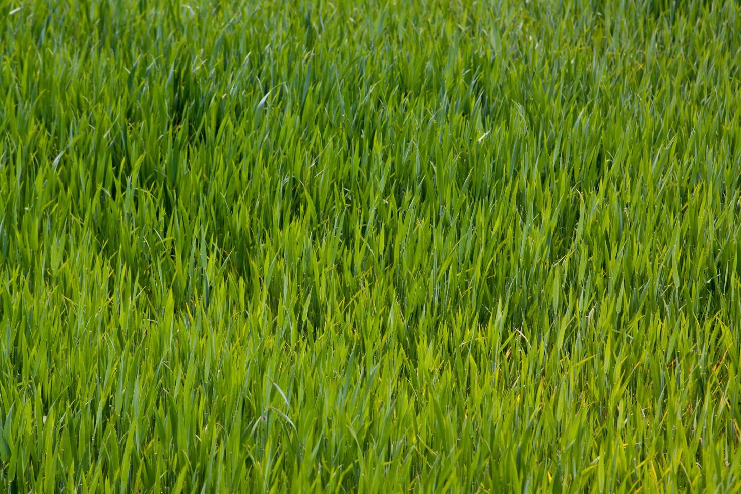 vert herbe texture pouvez être utilisation comme Contexte photo