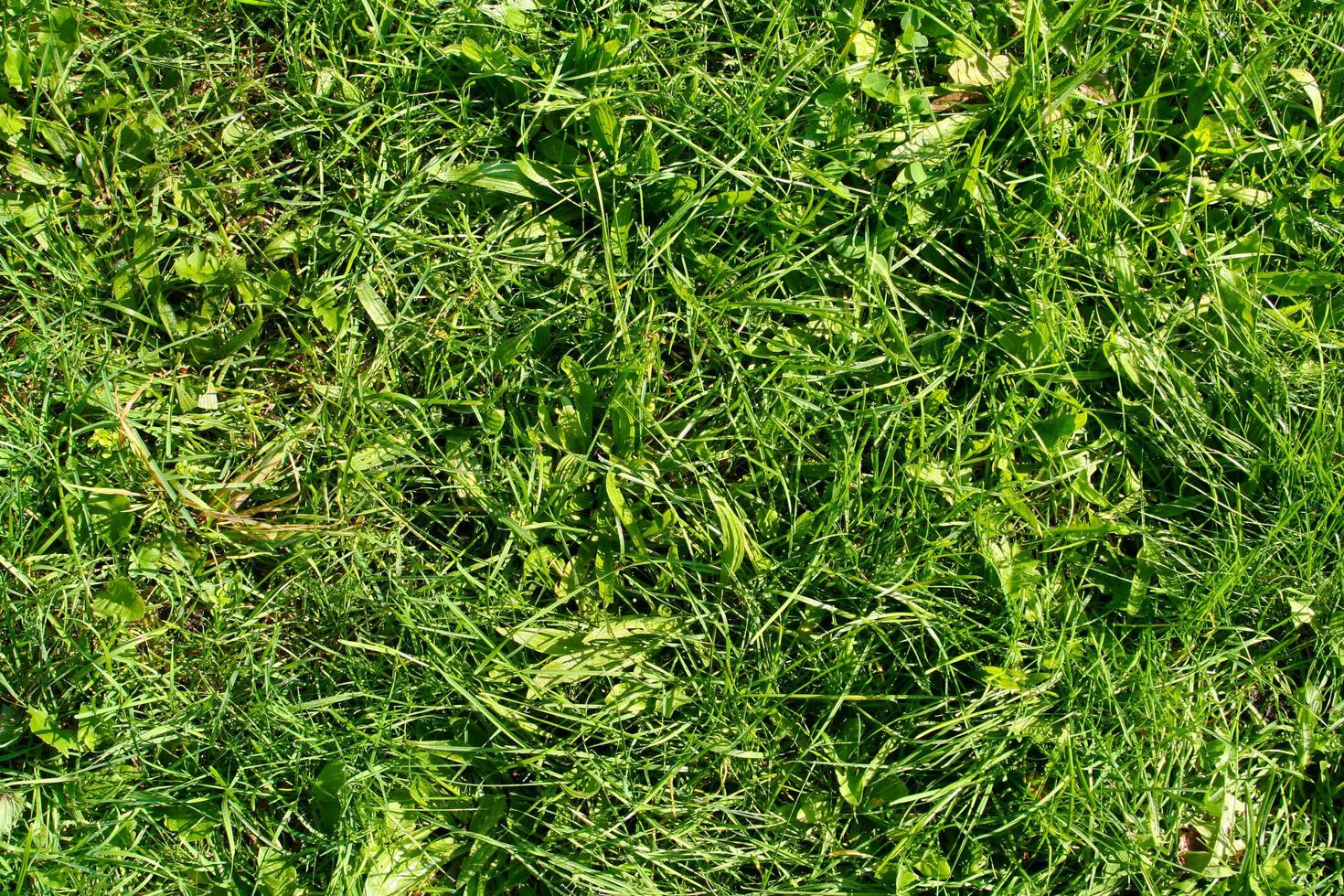 vert herbe texture pouvez être utilisation comme Contexte photo