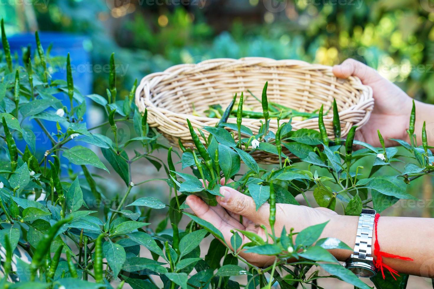 les thaïlandais cueillent des piments qui sont plantés dans le jardin derrière la maison pour cuisiner. dans le concept de légumes potagers, économie de suffisance, assaisonnements, herbes photo