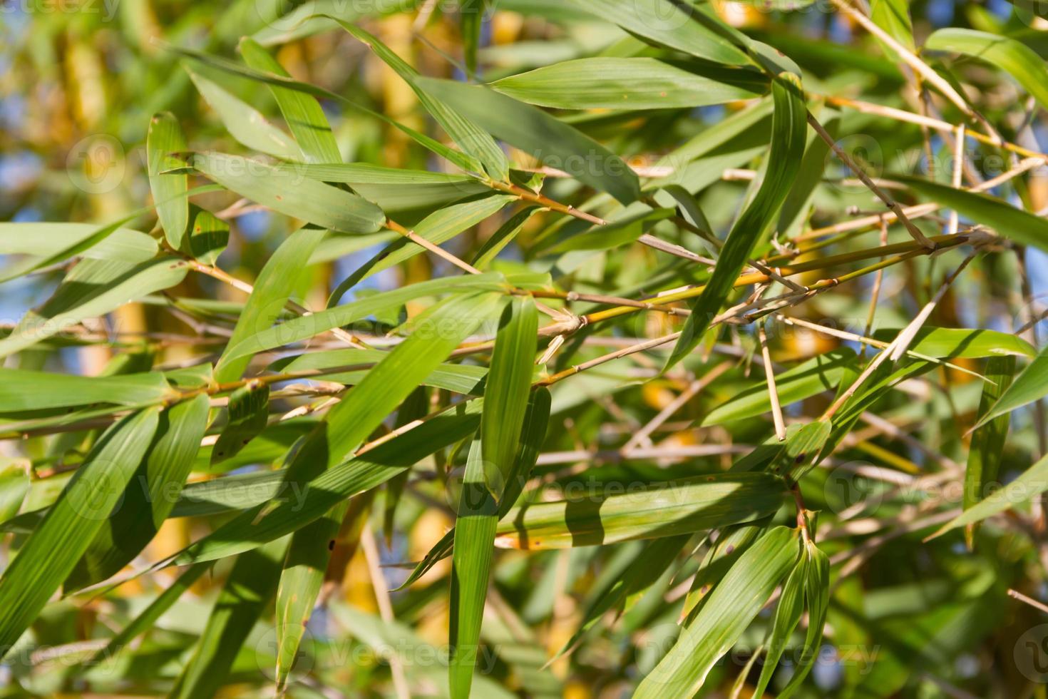 bambu canne sur le banques de le rivière dans le ville de fédération Province de entre rios Argentine photo