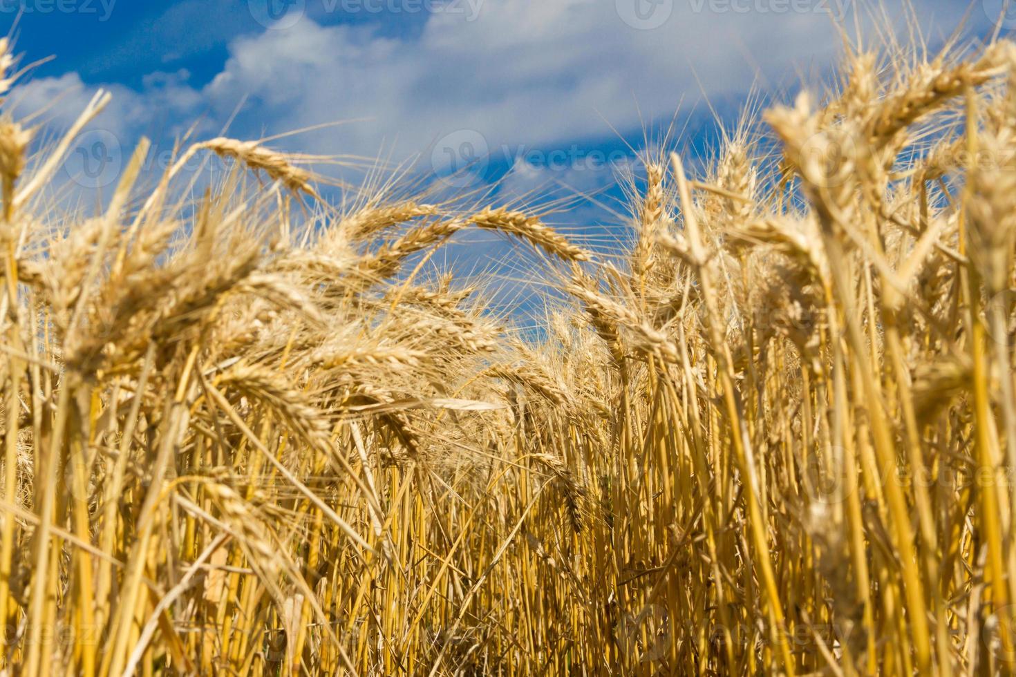 d'or blé par le Soleil dans le champ photo