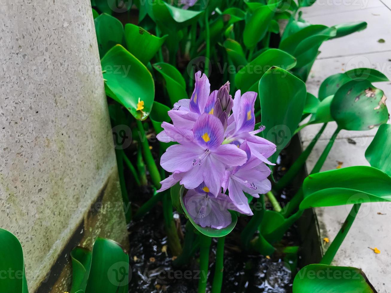 une Célibataire magnifique violet floraison l'eau jacinthe photo