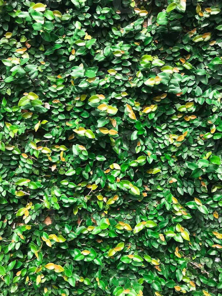béringine dolar ou ficus microcarpa vert île feuilles, feuille texture Contexte photo