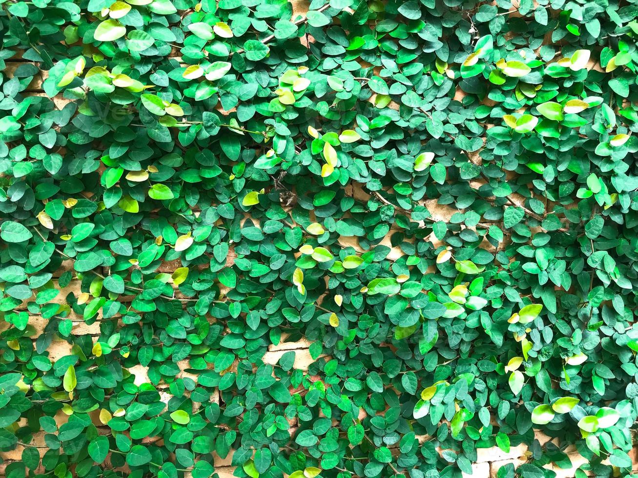 béringine dolar ou ficus microcarpa vert île feuilles, feuille texture Contexte photo