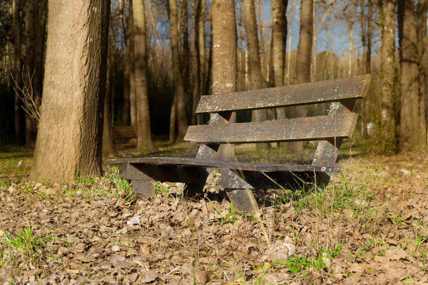 solitaire banc en dessous de le des arbres et avec le déchue feuilles dans l'automne photo