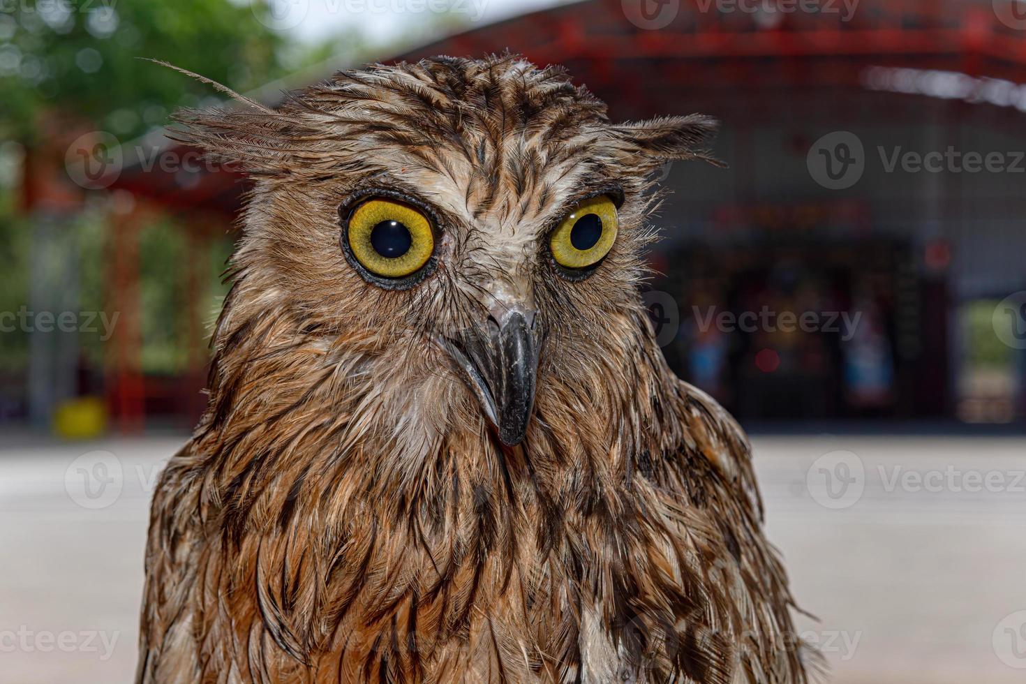 Aigle hibou visage expression avec gros yeux photo