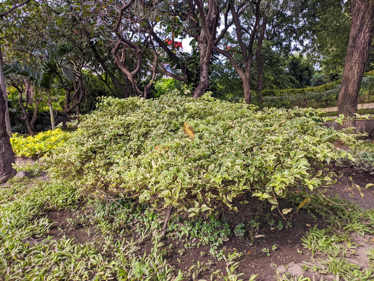 une cornus Alba plante photo