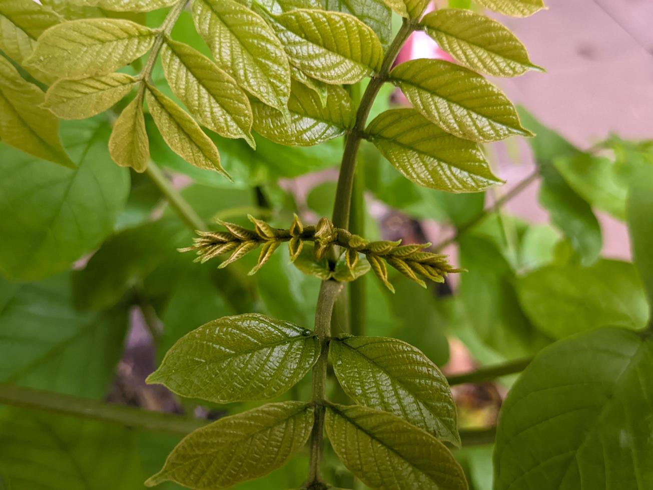 une proche en haut de spathodes campanule plante photo