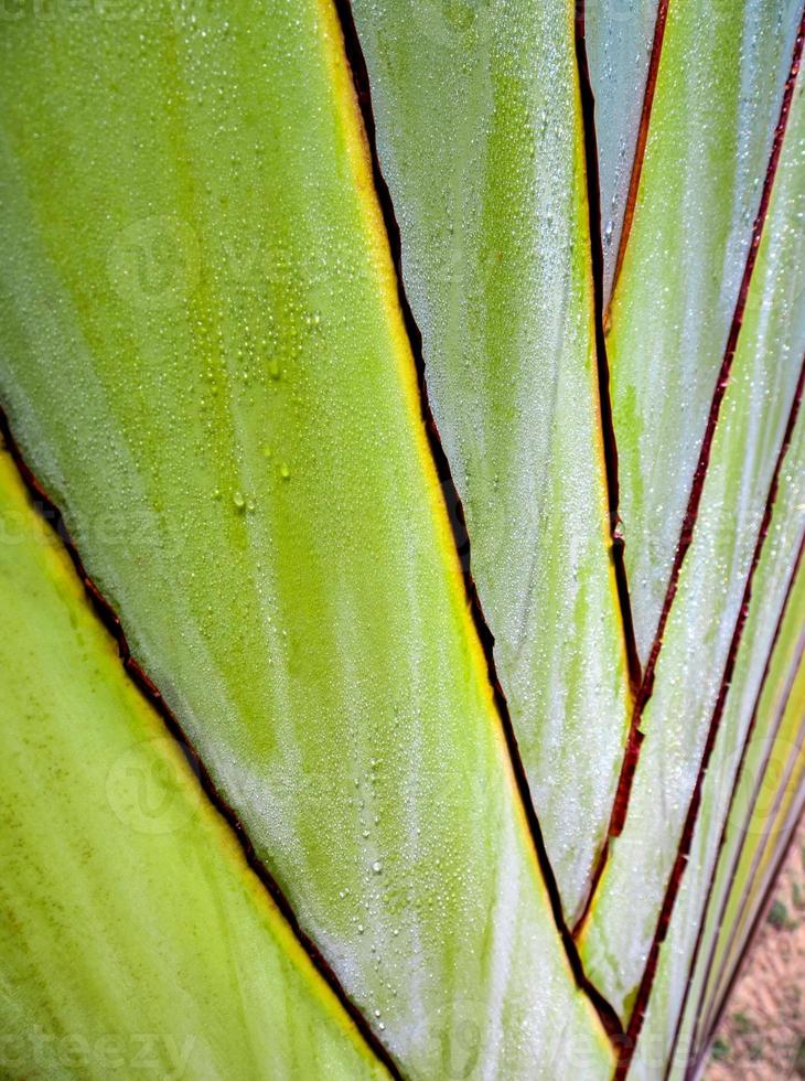 texture sur le corps de la paume du voyageur, banane ravenala photo