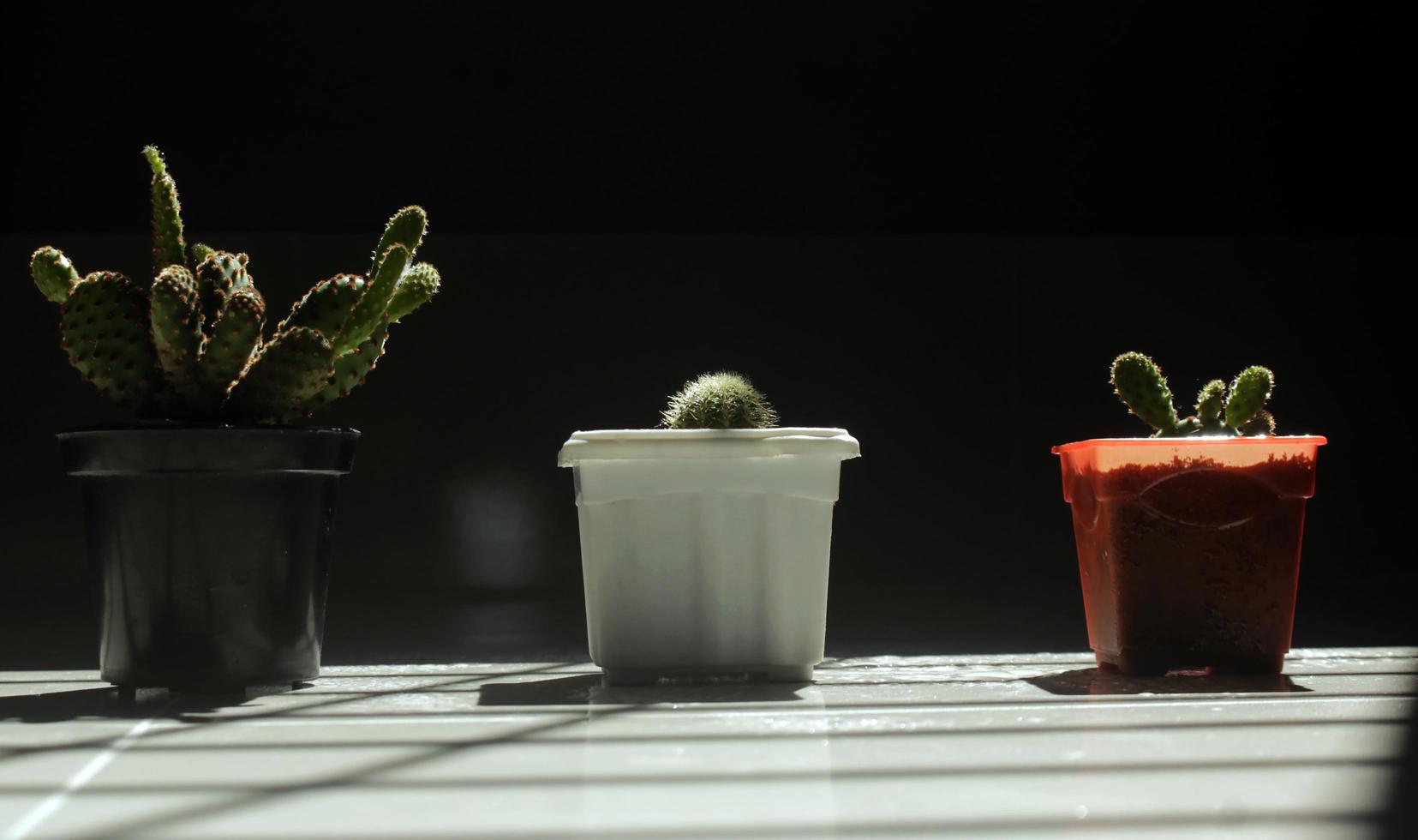 vert cactus dans blanc rouge noir décor pot branché Créatif concep photo