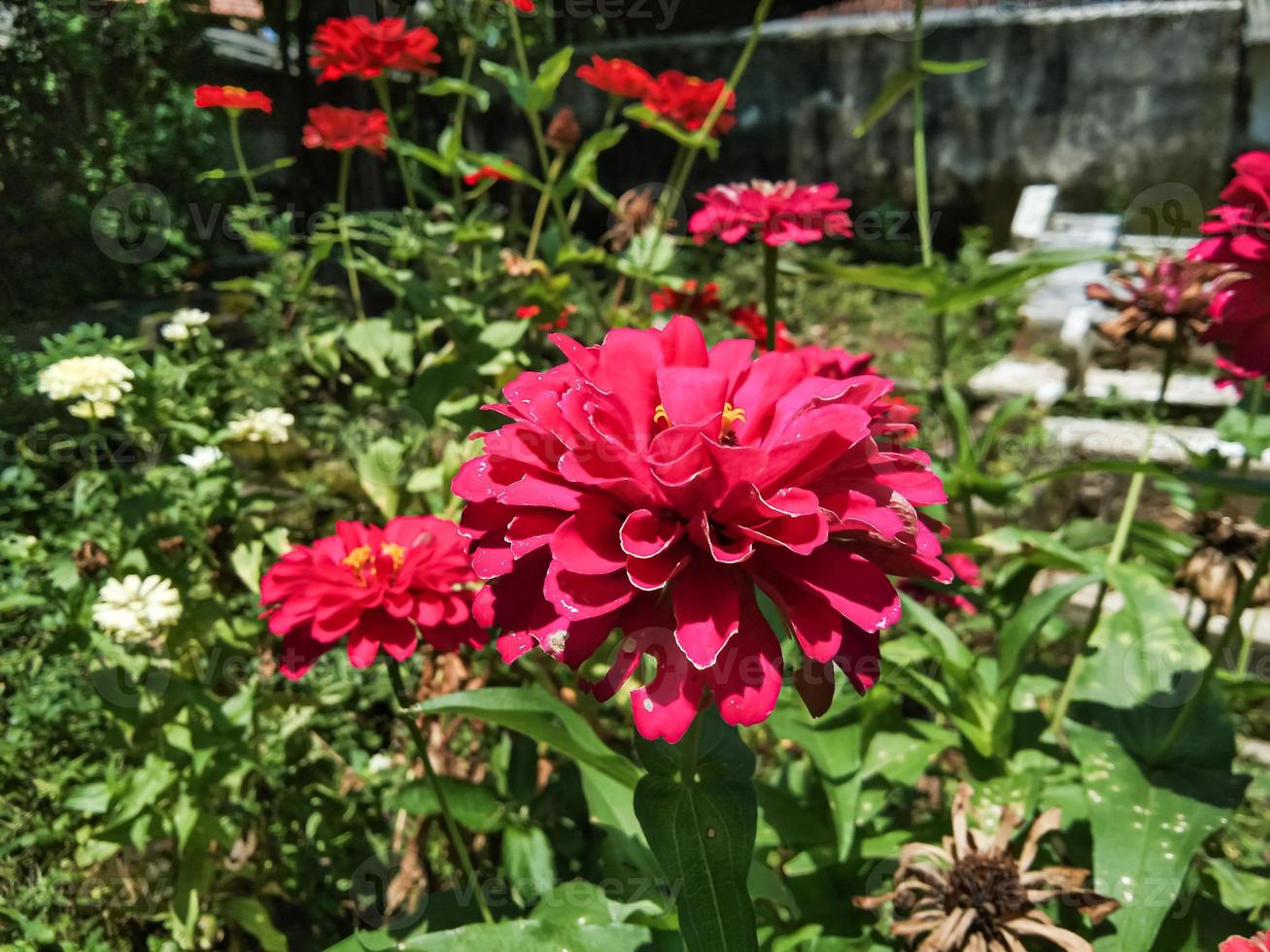 rouge zinnia fleurs sont épanouissement pendant le journée dans une fleur jardin photo