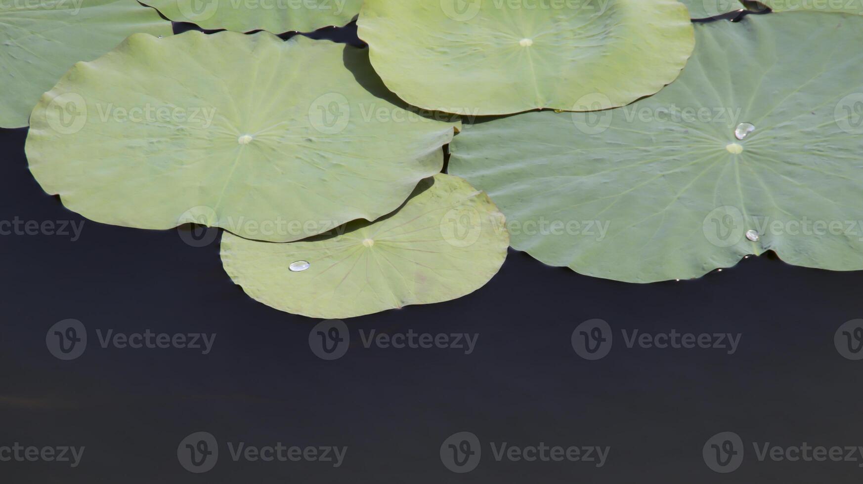 vert lotus tampons feuille flottant à le eau, certains l'eau gouttes à le feuille et certains négatif espace. l'eau lis. photo