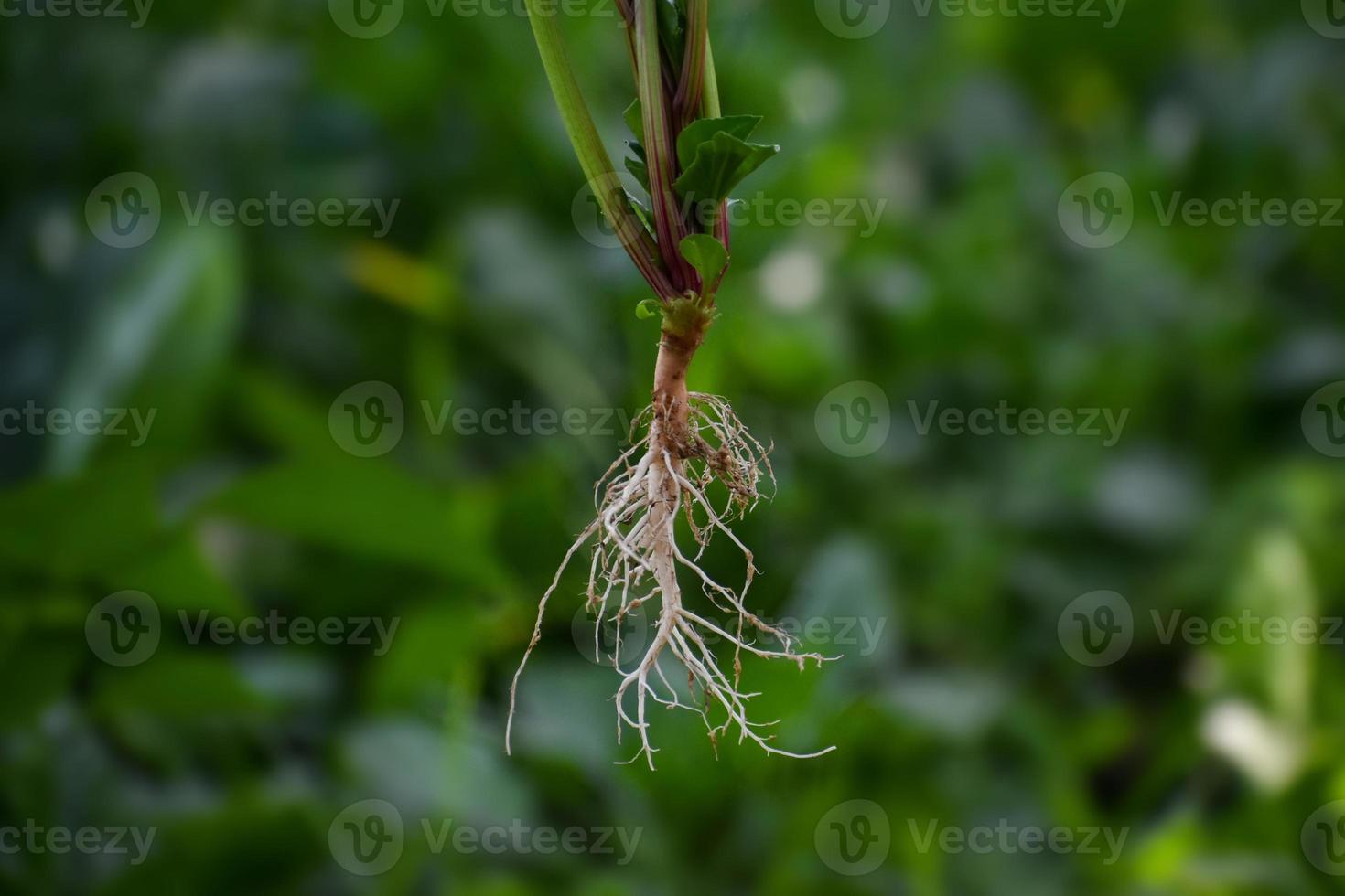 robinet racine système de une plante photo