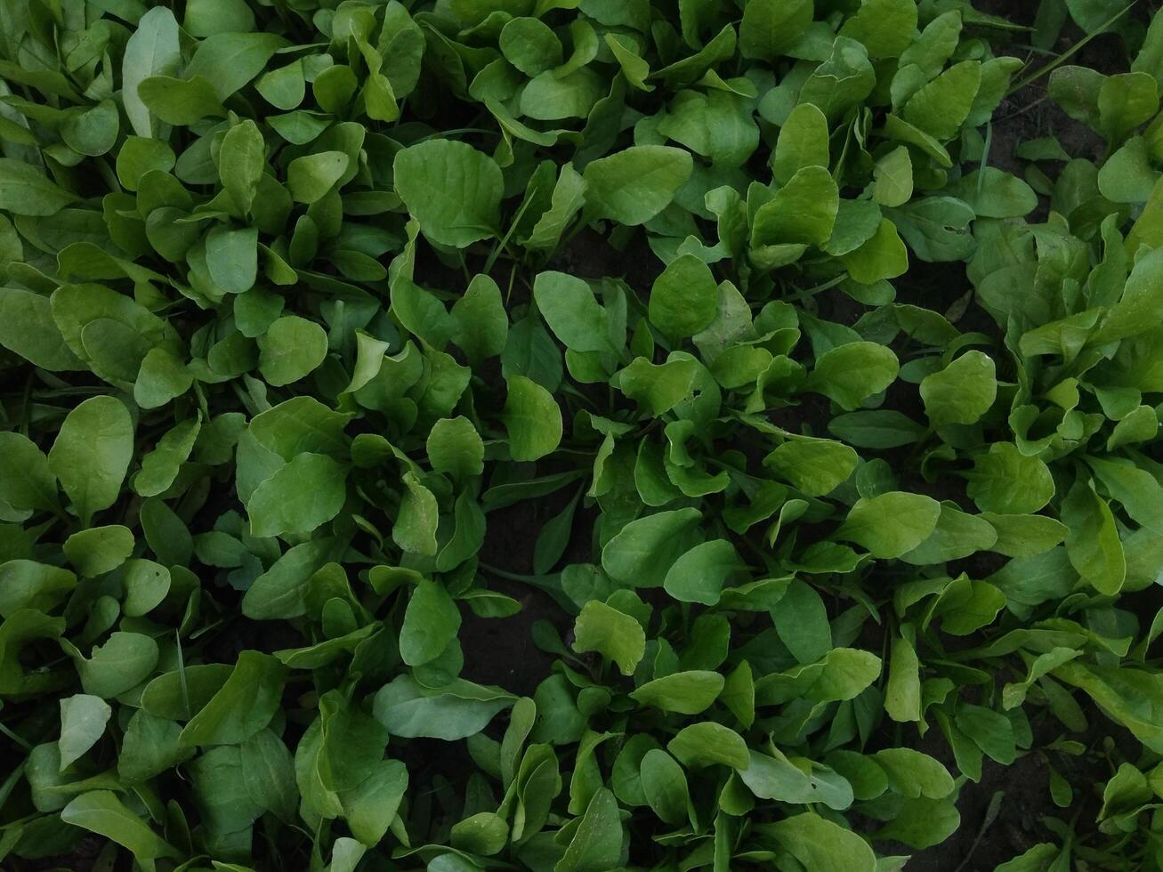 épinard Contexte plein image, vert feuille des légumes pour asiatique cuisine photo