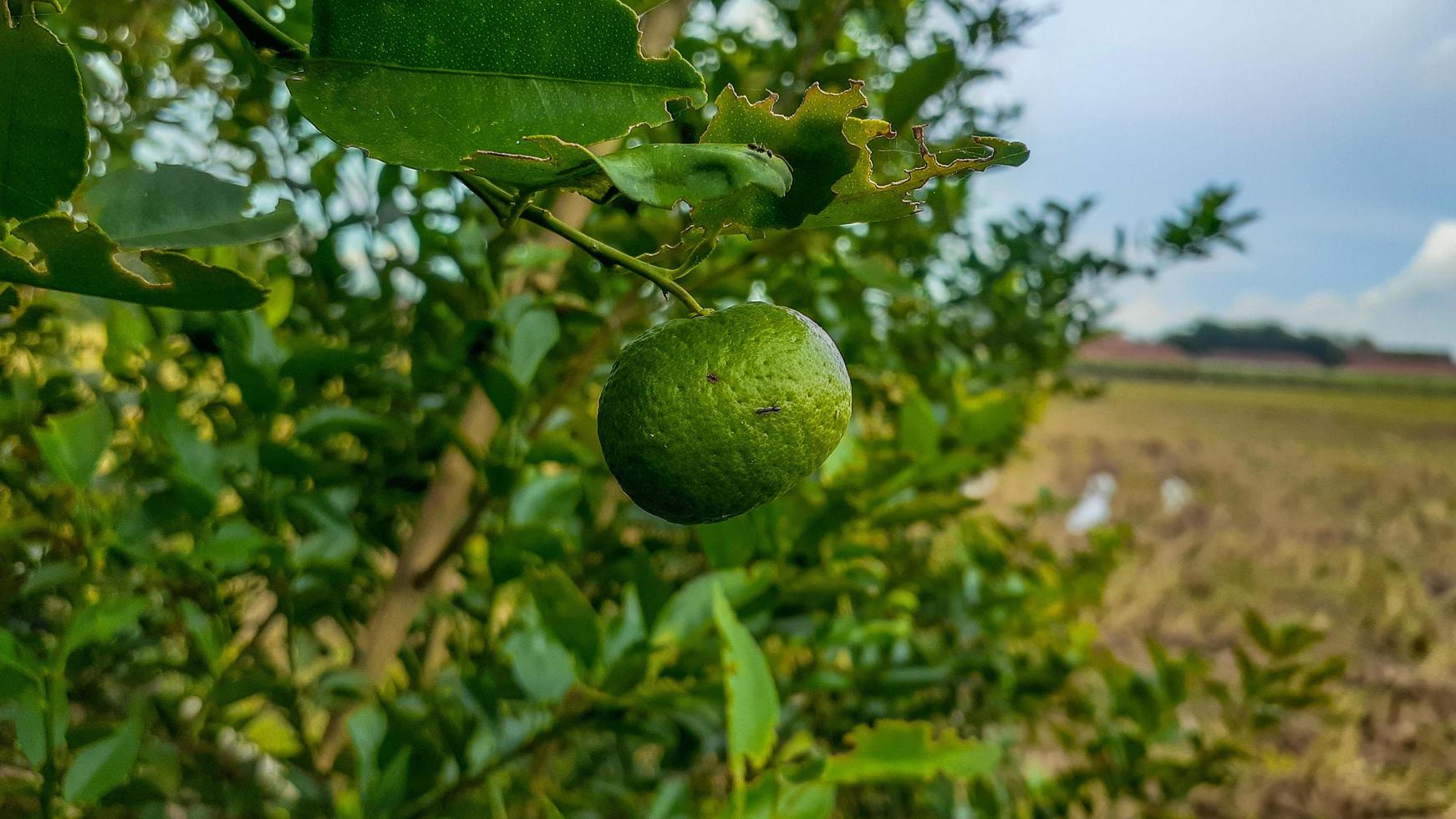 citrons verts arbre dans le jardin sont excellent la source de vitamine c.vert biologique citron vert agrumes fruit pendaison sur arbre. photo