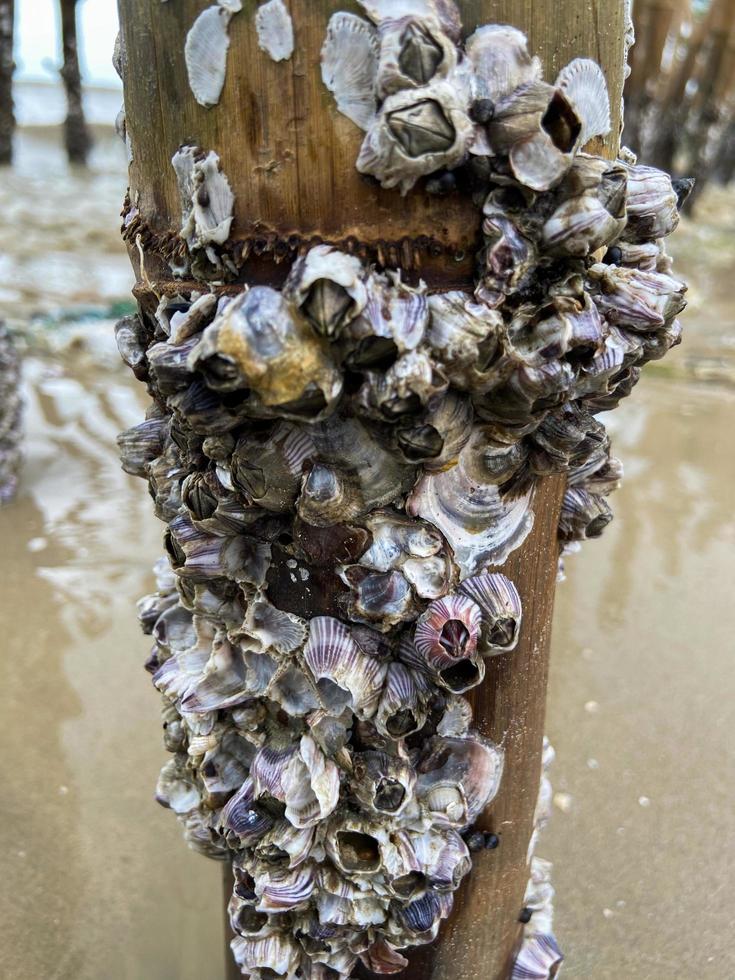 fermer de gland bernacles ou semibalanus balanoïdes photo