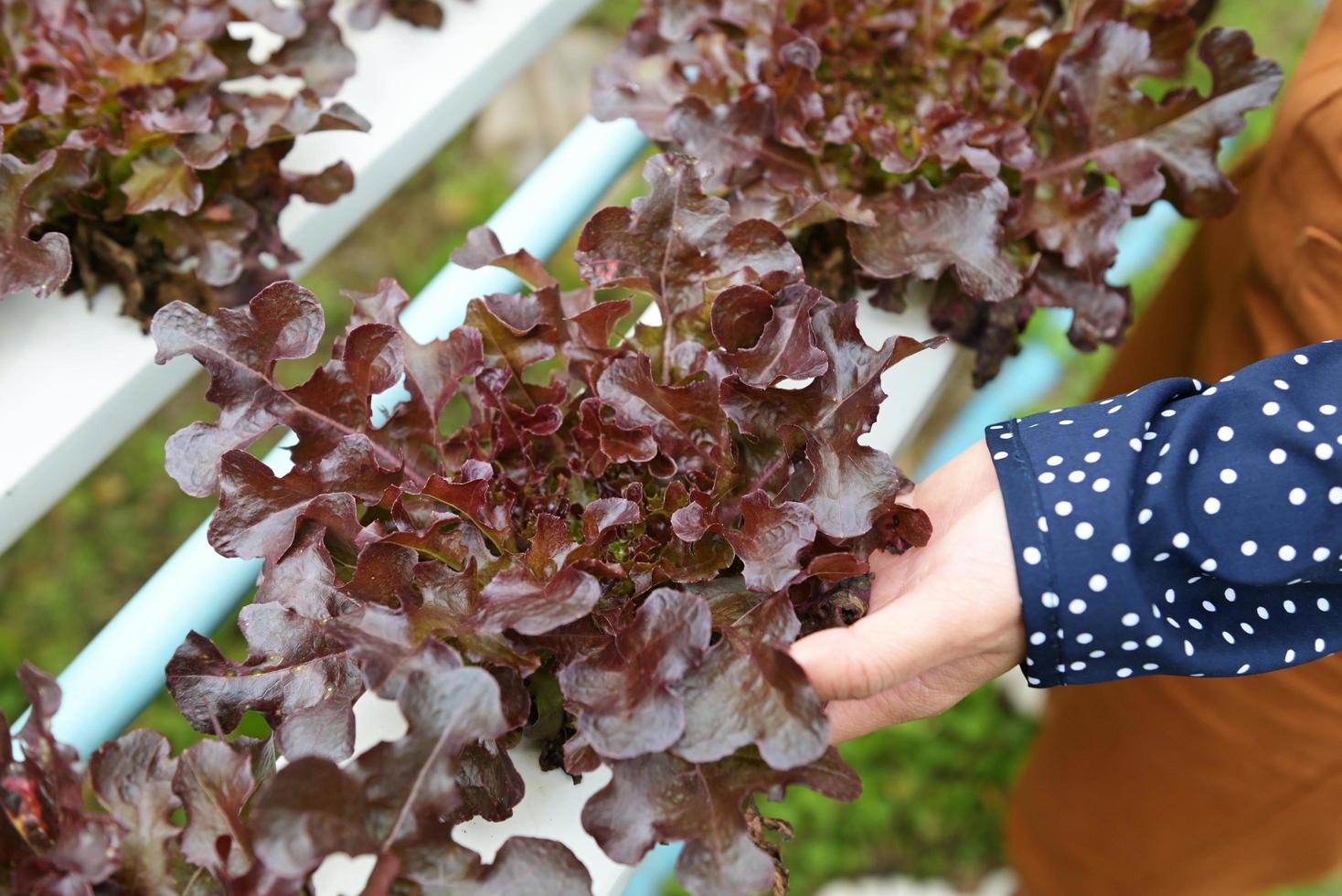 femme cueillette hydroponique les plantes sur l'eau sans pour autant sol agriculture biologique santé nourriture nature, hydroponique des légumes récolté de hydroponique fermes Frais rouge chêne salade croissance dans le jardin photo