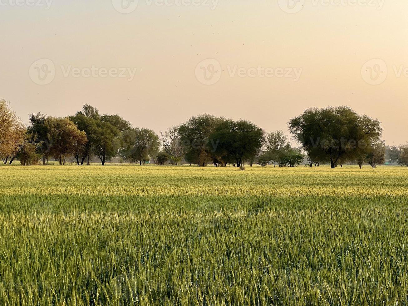 vert blé champ siffler, blé fibre des champs et blé dans une village photo