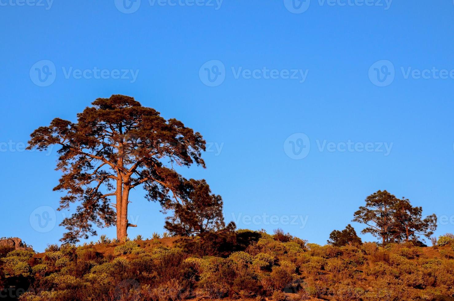 arbre sur la colline photo