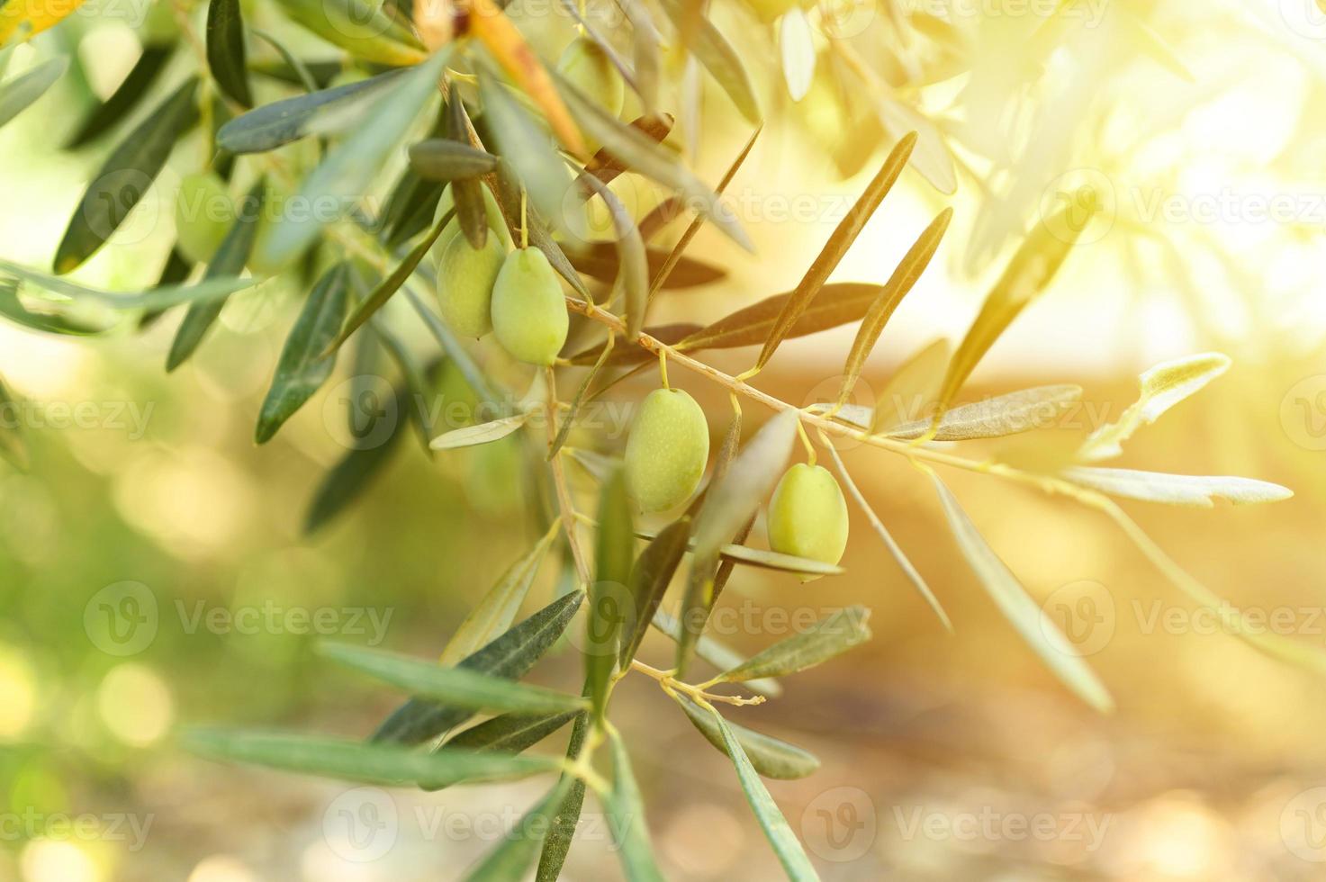 Olives vertes sur une branche d'olivier dans le jardin photo